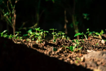 Moet Hennessy et ChangeNOW coorganiseront le prochain World Living Soils Forum, événement international dédié à la préservation des sols.